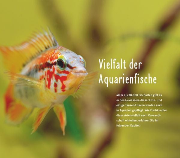 Produktbild: Aquarienfische von A bis Z