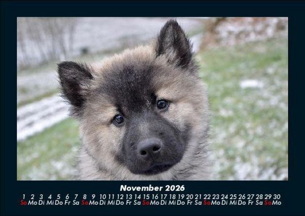 Produktbild: Hundezauber 2026 Fotokalender DIN A5