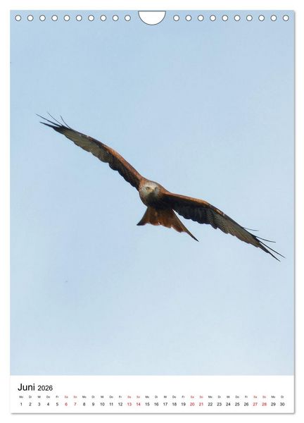 Produktbild: Adler, Eule und Co - Gefiederte J&auml;ger im Portrait (Wandkalender 2026 DIN A4 hoch), CALVENDO Monatskalender