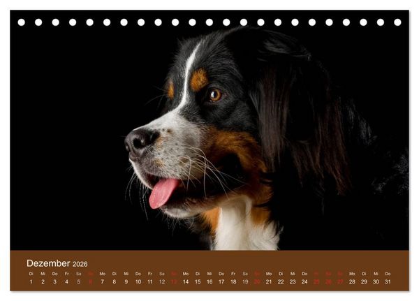 Produktbild: Berner Sennenhunde (Tischkalender 2026 DIN A5 quer), CALVENDO Monatskalender