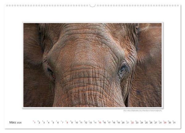 Produktbild: Emotionale Momente: Aus dem Leben der Elefanten. / CH-Version (Wandkalender 2026 DIN A2 quer), CALVENDO Monatskalender