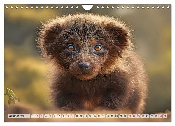 Produktbild: Pr&auml;historische Kinderstube - niedliche Tierkinder der Urzeit (Wandkalender 2027 DIN A4 quer), CALVENDO Monatskalender