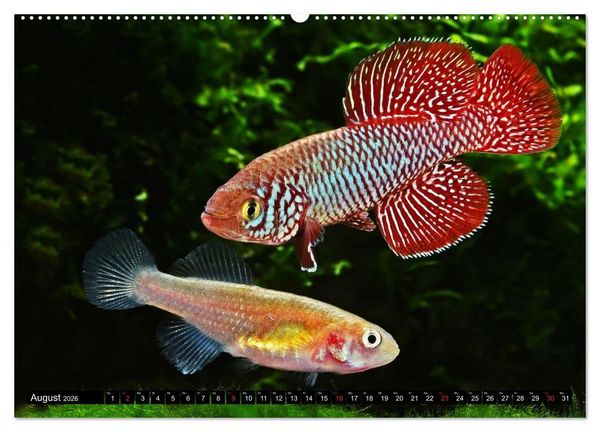 Produktbild: Killifische &ndash; Bunte Fische Afrikas (hochwertiger Premium Wandkalender 2026 DIN A2 quer), Kunstdruck in Hochglanz