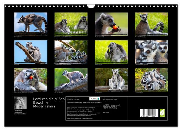 Produktbild: Lemuren die s&uuml;&szlig;en Bewohner Madagaskars (Wandkalender 2026 DIN A3 quer), CALVENDO Monatskalender