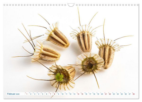 Produktbild: Wundersch&ouml;ne Kleinigkeiten (Wandkalender 2026 DIN A3 quer), CALVENDO Monatskalender