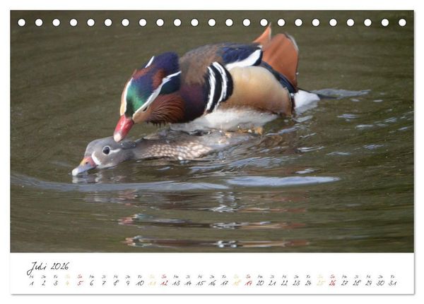 Produktbild: Mandarinenenten, die Liebe zur Natur (Tischkalender 2026 DIN A5 quer), CALVENDO Monatskalender