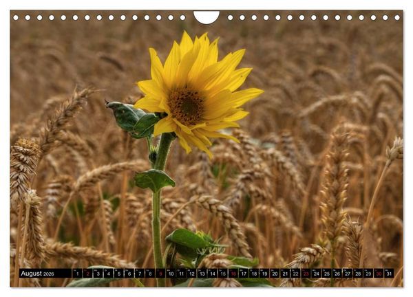 Produktbild: Zeit f&uuml;r Sonnenblumen (Wandkalender 2026 DIN A4 quer), CALVENDO Monatskalender