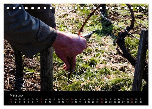 Produktbild: Das Jahr im Weinberg (Tischkalender 2026 DIN A5 quer), CALVENDO Monatskalender