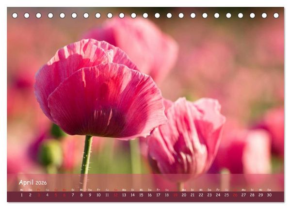 Produktbild: Mohntr&auml;ume (Tischkalender 2026 DIN A5 quer), CALVENDO Monatskalender