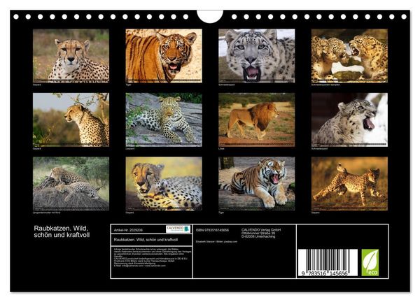 Produktbild: Raubkatzen. Wild, sch&ouml;n und kraftvoll (Wandkalender 2026 DIN A4 quer), CALVENDO Monatskalender