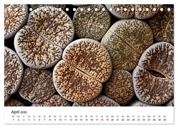 Produktbild: Sukkulenten Galerie (Tischkalender 2026 DIN A5 quer), CALVENDO Monatskalender