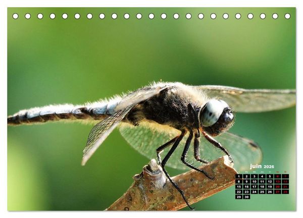 Produktbild: Quand les libellules forment un c&oelig;ur (Calendrier de bureau 2026 DIN A5 vertical), CALVENDO calendrier mensuel
