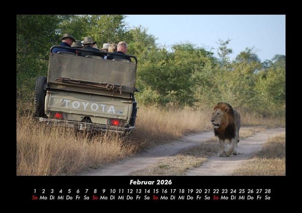 Produktbild: L&ouml;wen in der Wildnis 2026 Fotokalender DIN A3
