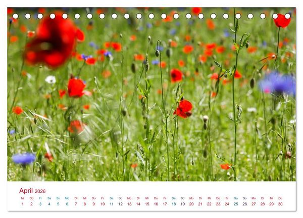 Produktbild: Mohnblumen (Tischkalender 2026 DIN A5 quer), CALVENDO Monatskalender
