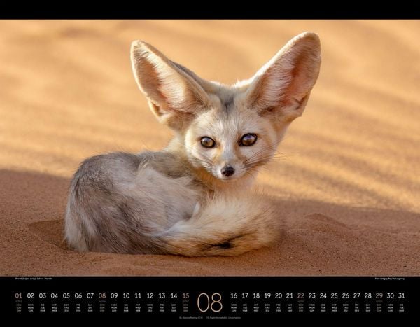 Produktbild: Wildes Afrika Kalender 2027