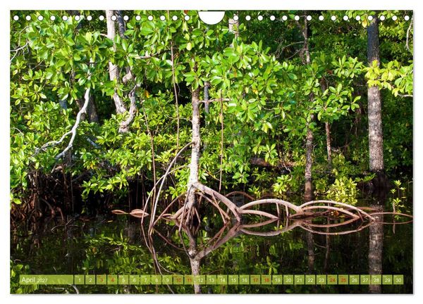 Produktbild: Mangroves - Valuable Habitat (Wall Calendar 2027 DIN A4 landscape), CALVENDO 12 Month Wall Calendar