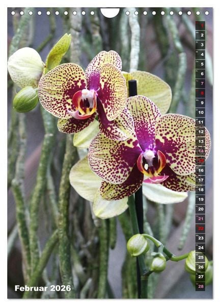 Produktbild: Freude an Orchideen (Wandkalender 2026 DIN A4 hoch), CALVENDO Monatskalender