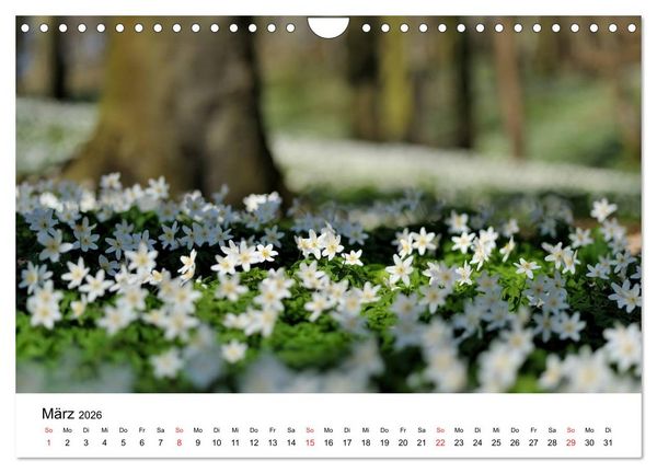 Produktbild: Insel R&uuml;gen Impressionen (Wandkalender 2026 DIN A4 quer), CALVENDO Monatskalender