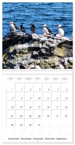 Produktbild: Puffin Pals (Wall Calendar 2026 12 &times; 12 Inch) CALVENDO 12 Month Wall Calendar