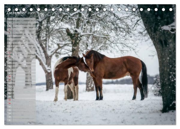 Produktbild: Pferde - Spiegel deiner Seele (Tischkalender 2027 DIN A5 quer), CALVENDO Monatskalender