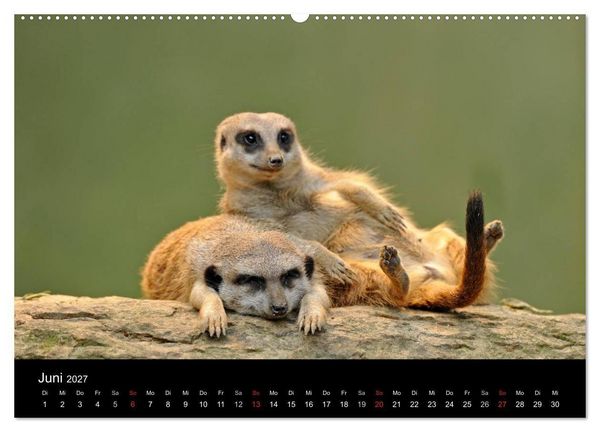 Produktbild: Erdm&auml;nnchen - Tierkinder (Wandkalender 2027 DIN A2 quer), CALVENDO Monatskalender