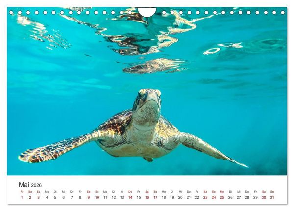 Produktbild: Schildkr&ouml;ten - Die gepanzerten Tiere. (Wandkalender 2026 DIN A4 quer), CALVENDO Monatskalender