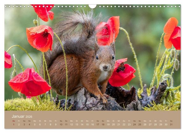 Produktbild: Jenseits der Z&auml;une (Wandkalender 2026 DIN A3 quer), CALVENDO Monatskalender