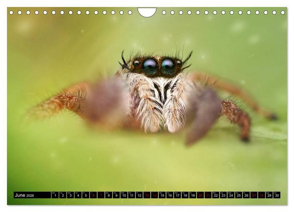 Produktbild: Jumping Spiders (Wall Calendar 2026 DIN A4 landscape), CALVENDO 12 Month Wall Calendar
