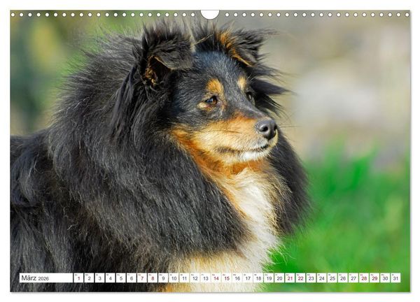Produktbild: Sheltie - Ein St&uuml;ck vom Gl&uuml;ck (Wandkalender 2026 DIN A3 quer), CALVENDO Monatskalender