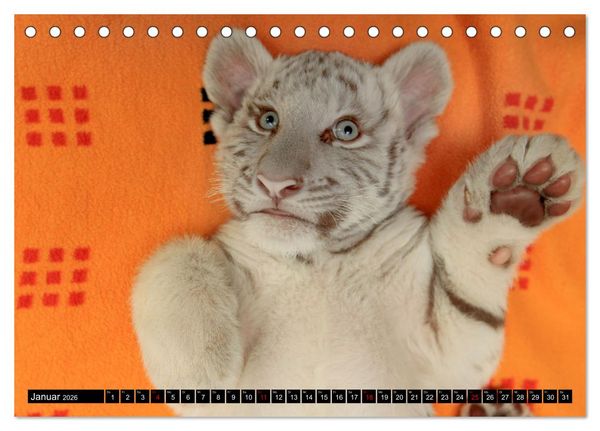 Produktbild: GROSSKATZEN GANZ KLEIN (Tischkalender 2026 DIN A5 quer), CALVENDO Monatskalender