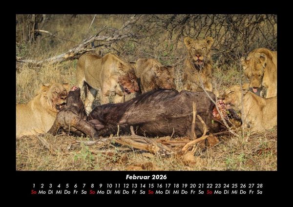 Produktbild: Tiere in der Wildnis 2026 Fotokalender DIN A3