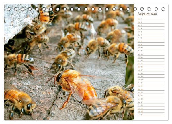 Produktbild: S&uuml;&szlig;es Gold: Imker, Bienen & Honig (Tischkalender 2026 DIN A5 quer), CALVENDO Monatskalender