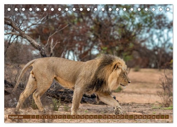 Produktbild: Lions of Southern Africa (Desk Calendar 2026 DIN A5 landscape), CALVENDO 12 Month DeskCalendar