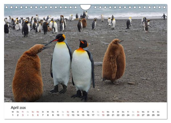 Produktbild: Im Reich der Pinguine (Wandkalender 2026 DIN A4 quer), CALVENDO Monatskalender