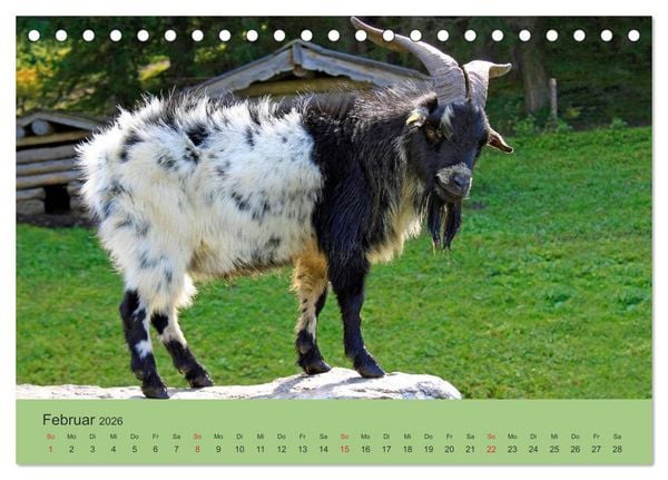 Produktbild: Wir sind die Stars am Bauernhof (Tischkalender 2026 DIN A5 quer), CALVENDO Monatskalender