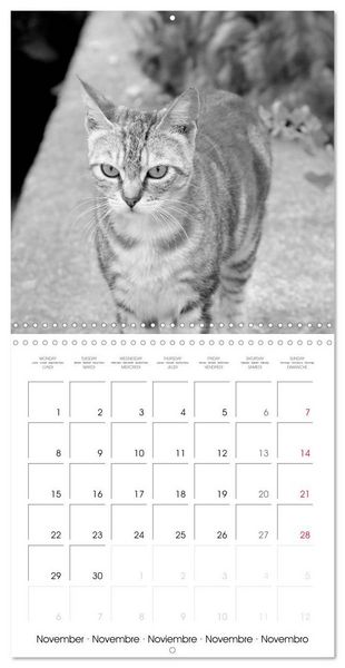 Produktbild: Black and white cat whispers (Wall Calendar 2027 12 &times; 12 Inch) CALVENDO 12 Month Wall Calendar