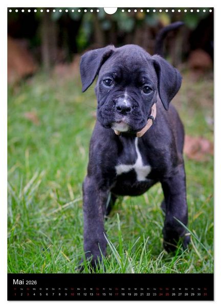 Produktbild: Deutsche Boxer Babys... (Wandkalender 2026 DIN A3 hoch), CALVENDO Monatskalender