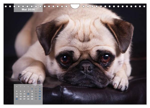 Produktbild: Lillie Mopsgetier - mopsfidel durchs Jahr (Wandkalender 2026 DIN A4 quer), CALVENDO Monatskalender