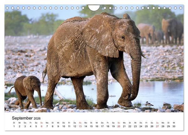 Produktbild: Namibias Elefanten (Wandkalender 2026 DIN A4 quer), CALVENDO Monatskalender