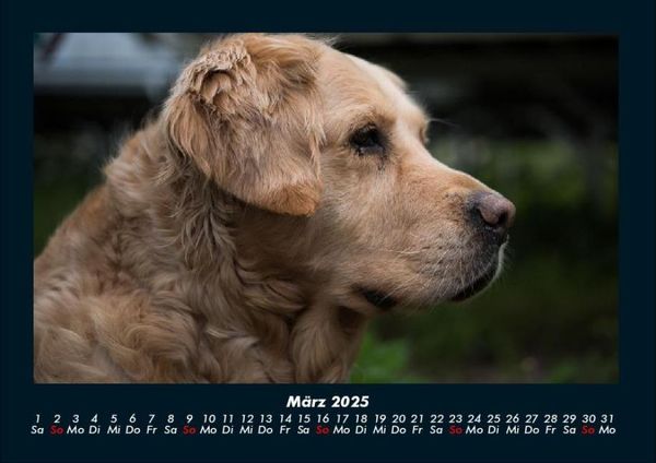 Produktbild: Welt der Tiere 2025 Fotokalender DIN A4