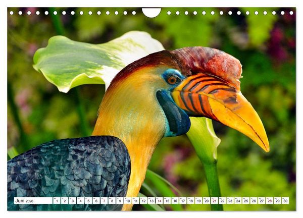 Produktbild: Bunte Vielfalt in der Vogelwelt (Wandkalender 2026 DIN A4 quer), CALVENDO Monatskalender