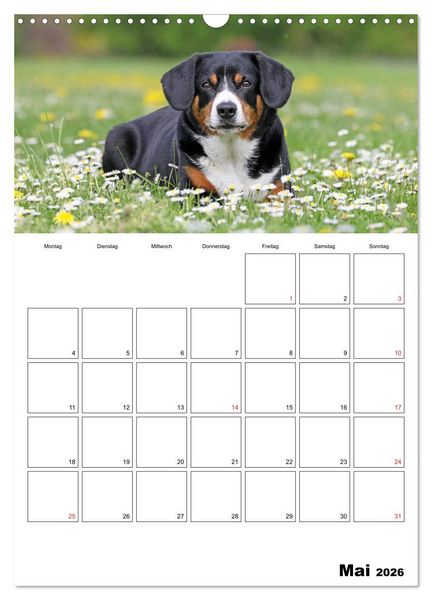 Produktbild: Entlebucher Sennenhunde begleiten Sie durch das Jahr (Wandkalender 2026 DIN A3 hoch), CALVENDO Monatskalender