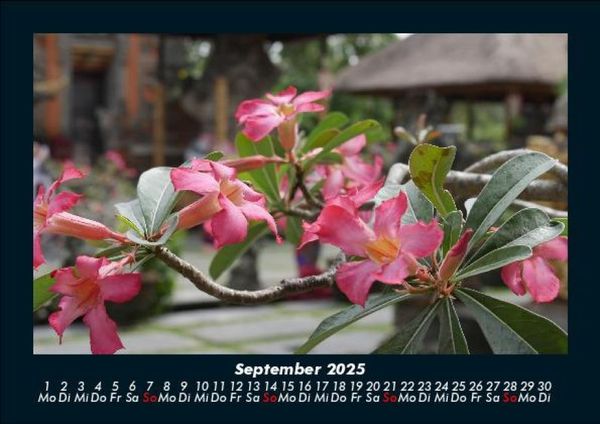 Produktbild: Blumentr&auml;ume 2025 Fotokalender DIN A5