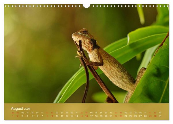Produktbild: Agamen - Echsen aus der Urzeit (Wandkalender 2026 DIN A3 quer), CALVENDO Monatskalender