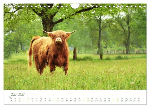 Produktbild: Das Hochlandrind (Wandkalender 2026 DIN A4 quer), CALVENDO Monatskalender