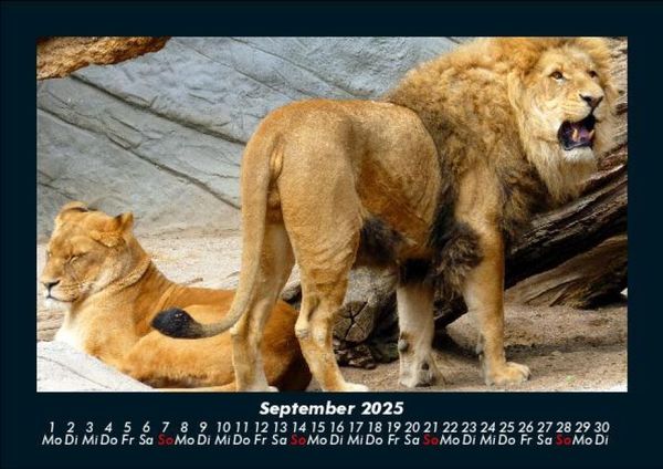 Produktbild: Welt der Tiere 2025 Fotokalender DIN A5