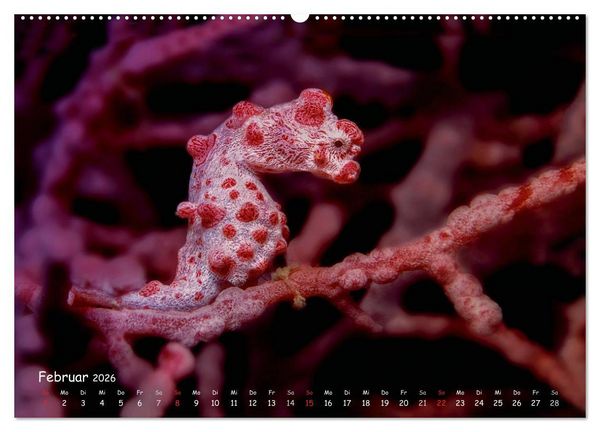 Produktbild: Hippocampus oder einfach nur Seepferdchen (Wandkalender 2026 DIN A2 quer), CALVENDO Monatskalender