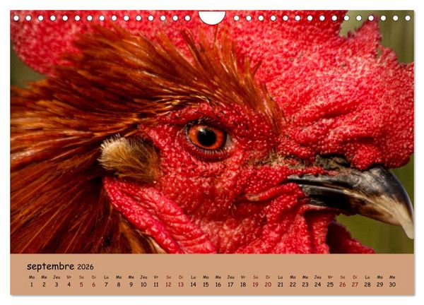 Produktbild: Les animaux de nos fermes (Calendrier mural 2026 DIN A4 vertical), CALVENDO calendrier mensuel