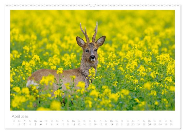 Produktbild: Rehwild 2026 (hochwertiger Premium Wandkalender 2026 DIN A2 quer), Kunstdruck in Hochglanz