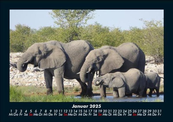 Produktbild: Elefanten 2025 Fotokalender DIN A5